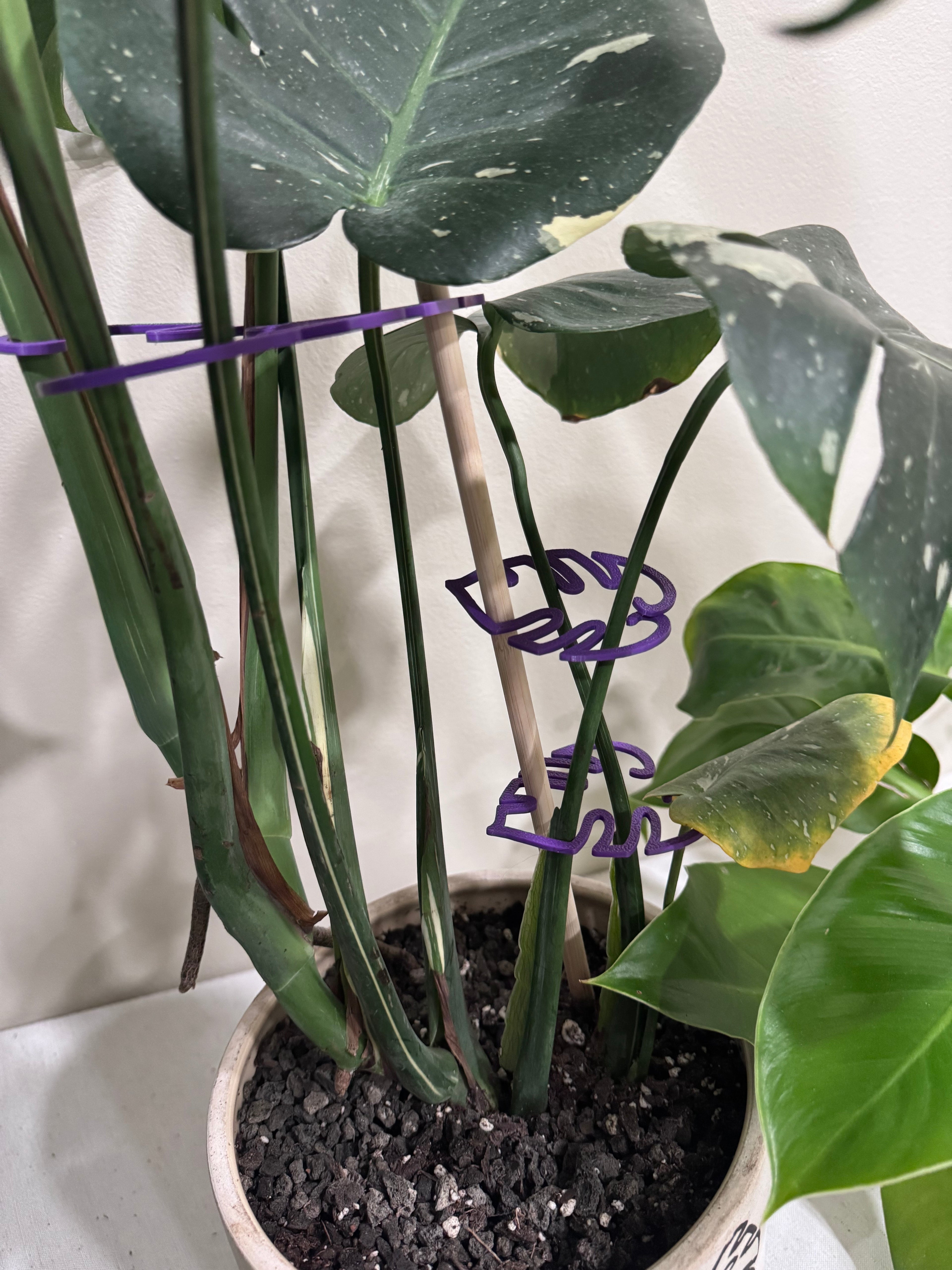 Small (3-inch) Monstera Leaf Plant Support
