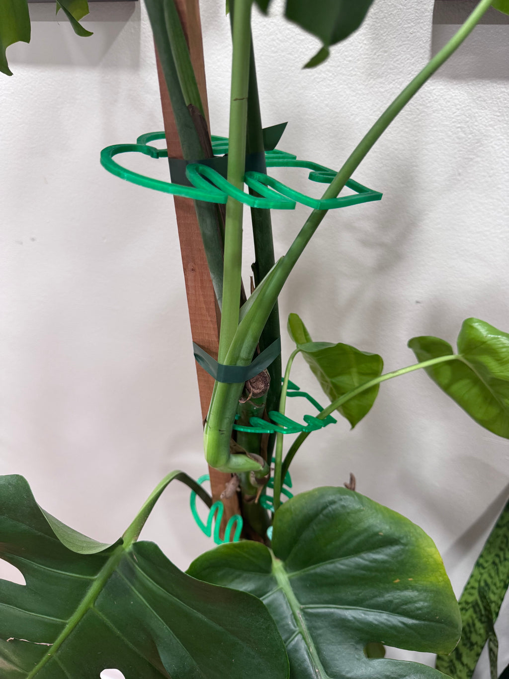 Small (3-inch) Monstera Leaf Plant Support