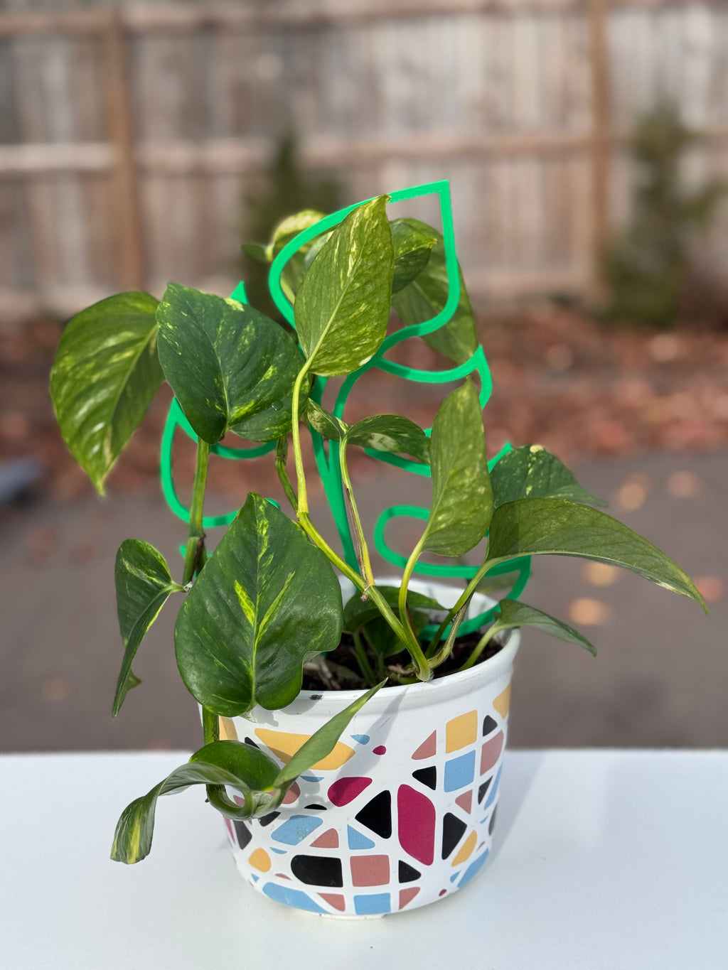 Monstera Leaf Trellis